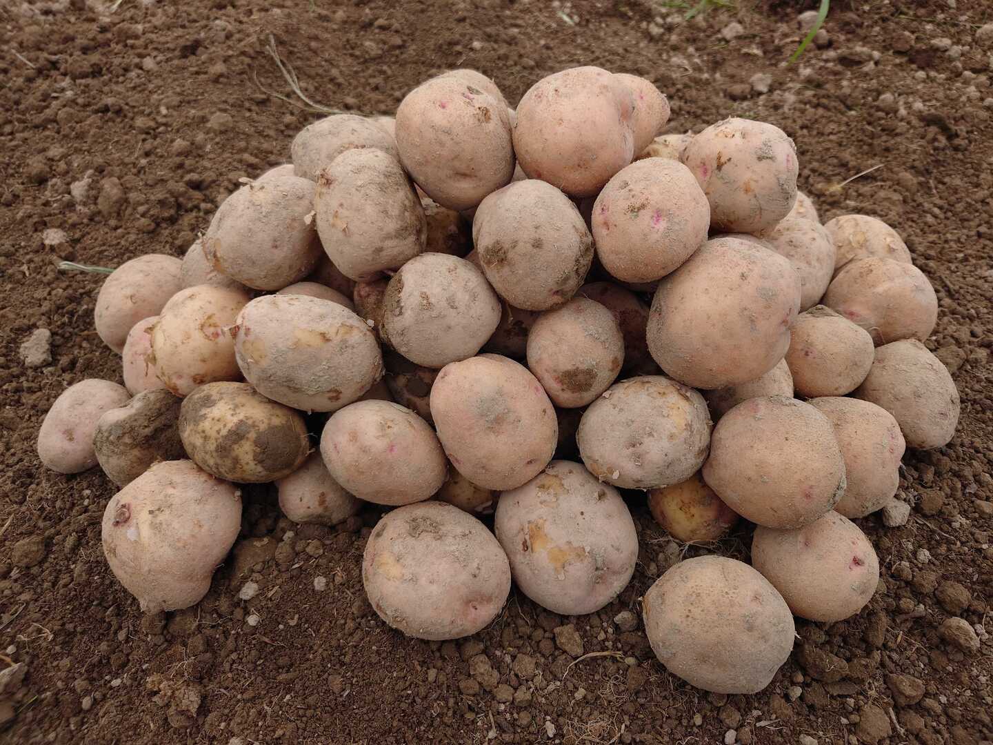 2024年【さやあかね】北海道産じゃがいも1.8kg（サイズMix