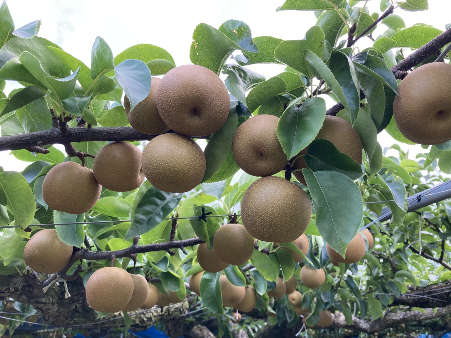 糖度13度以上！完熟の『豊水梨』約5kg（10-14個）：大分県産の
