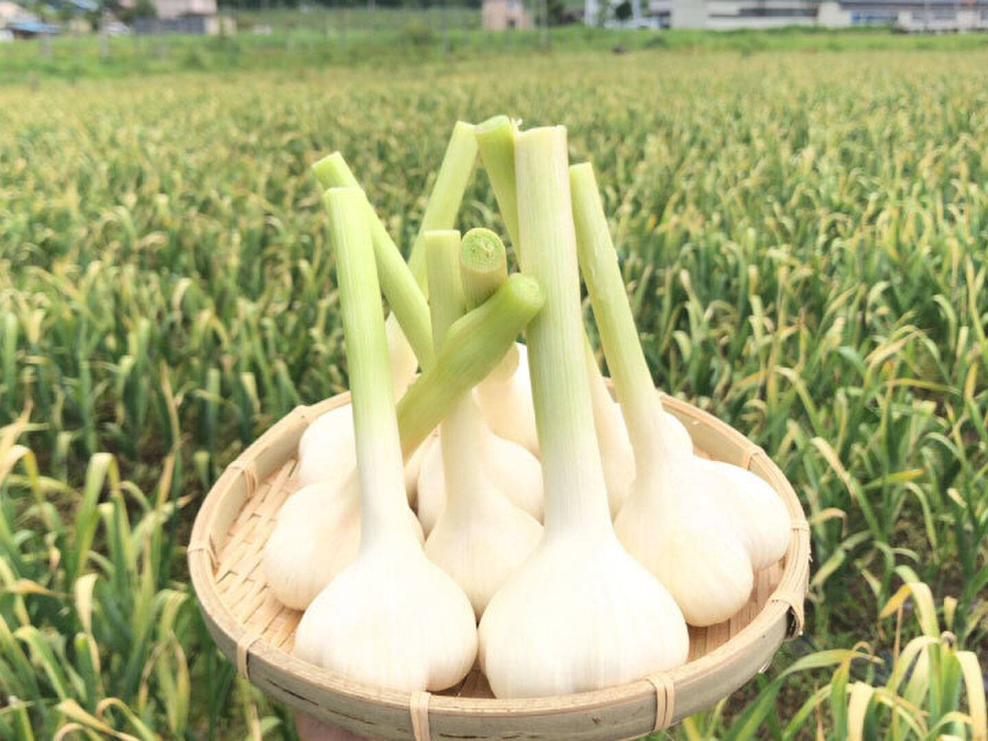 青森県産　生にんにく10Kg ミックス 楽天市場】新物☆あす楽 にんにく 青森 10kg 訳あり Mサイズ以上