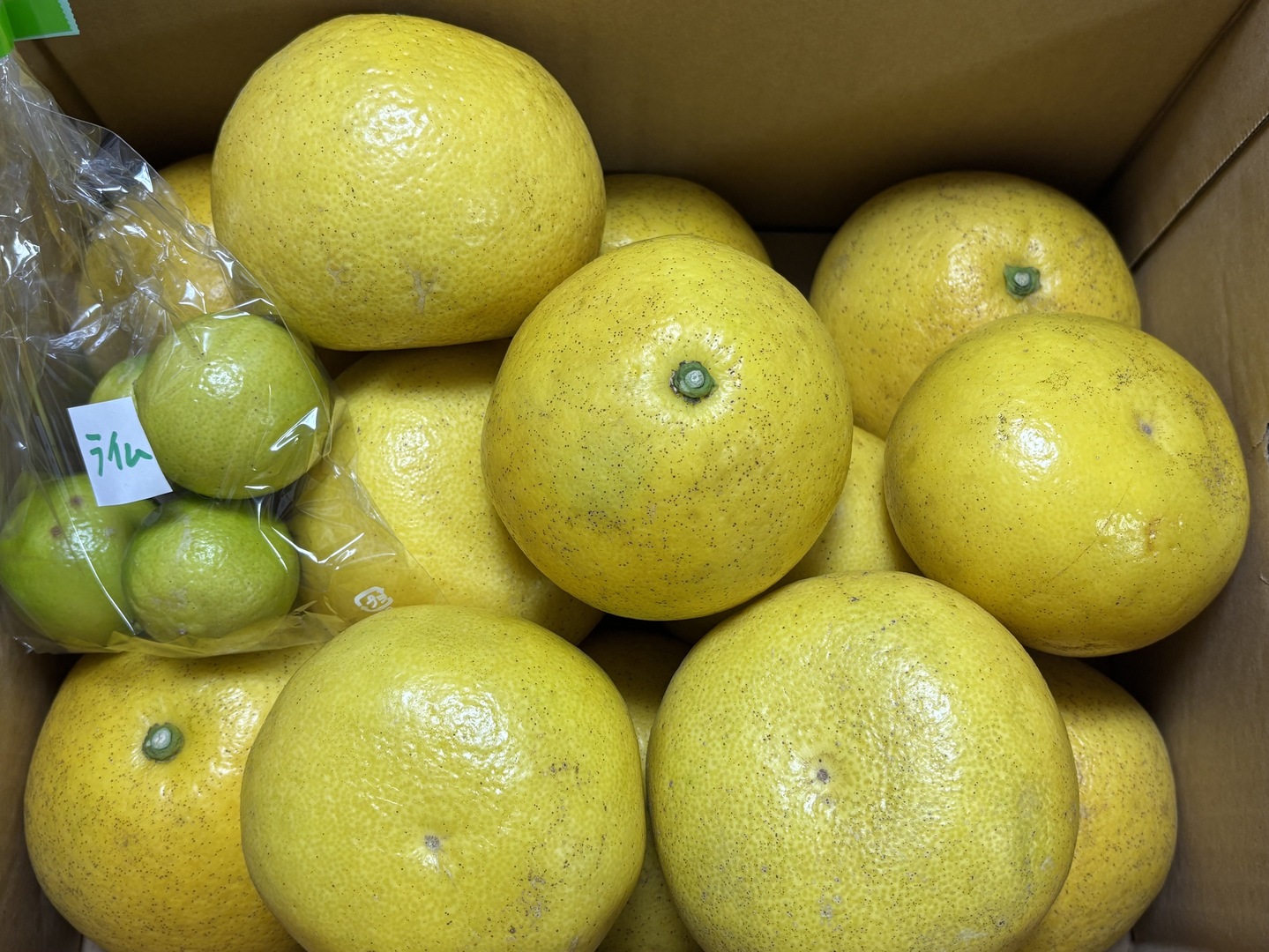 有機JAS認証】パール柑5kg：熊本県産のみかん・柑橘類｜食べ