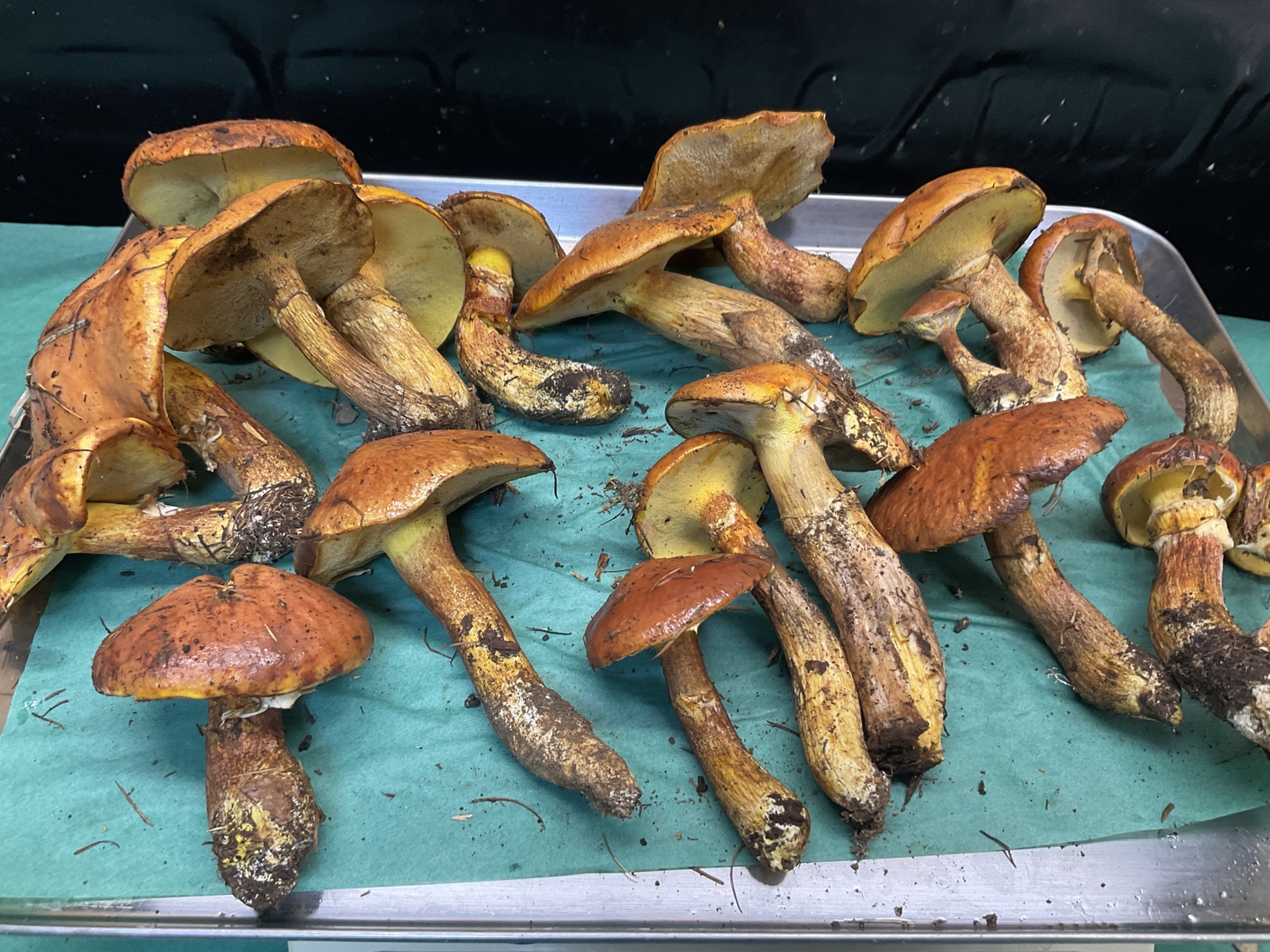 春‼️天然きのこ ハナイグチ2kg‼️クール便送料込 980c65d0e4405b6124e0a7893dbba5