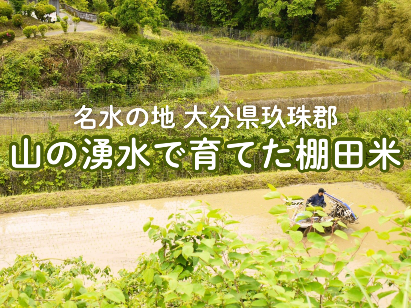 令和7年新米】湧水で育てた棚田米 ひとめぼれ 特別栽培米 大分県