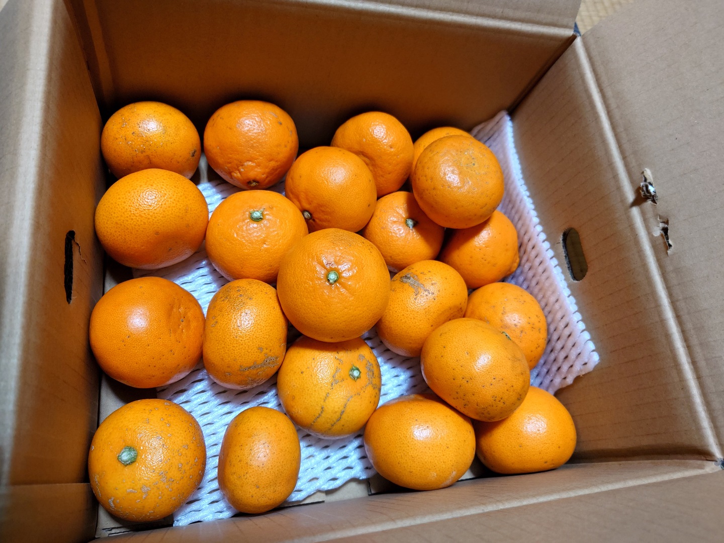 お得❗️個性爆発】🍊大きさミックスご家庭用C品 せとか訳あり約