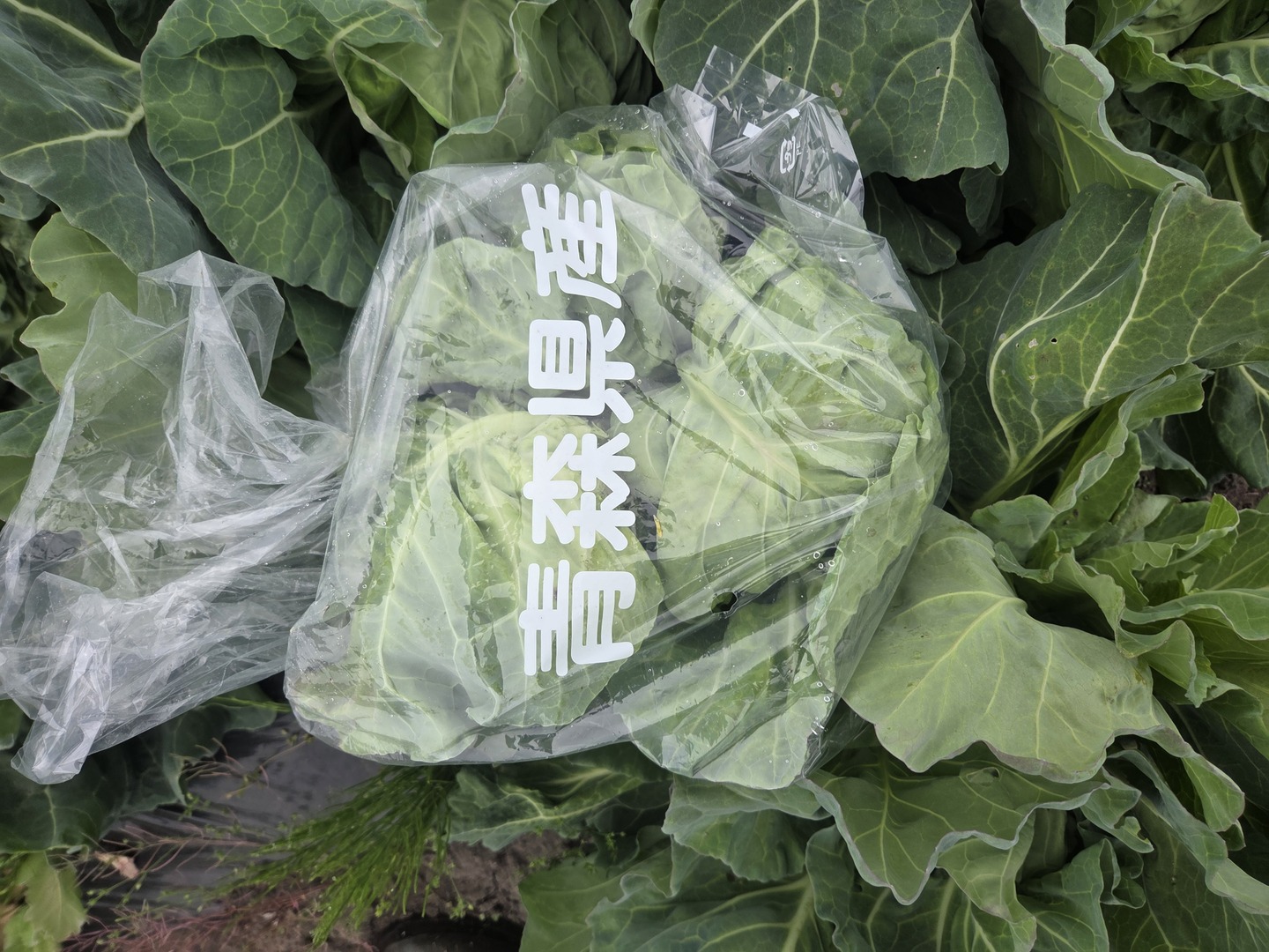 セール！自然栽培春キャベツ 1玉～2玉：青森県産の野菜｜食べチョク