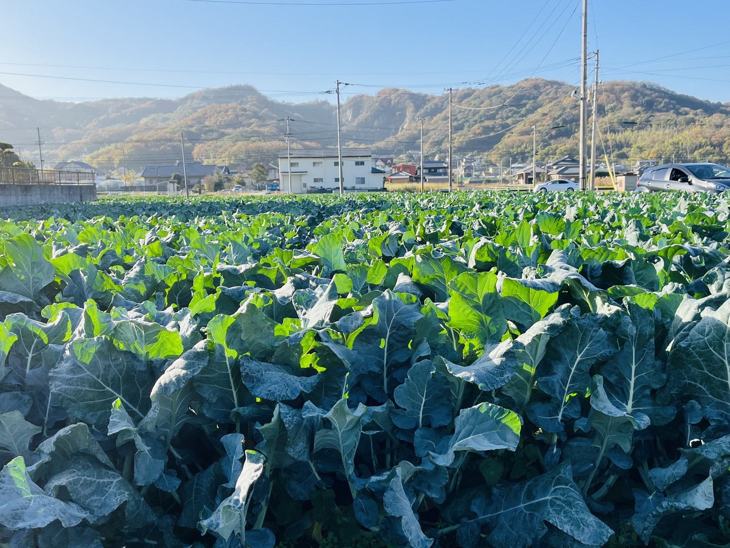 無くなり次第終了！】サミット🥦：香川県産のその他ブロッコリー