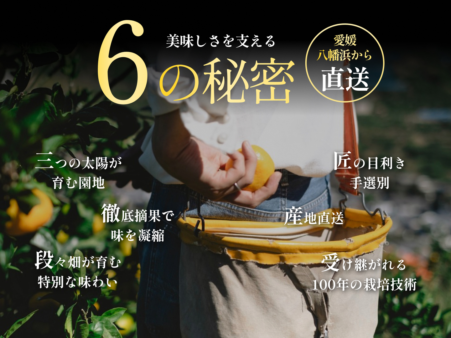 訳ありだけど美味しさそのまま】レモン 10kg【防腐剤・ワックス不使用