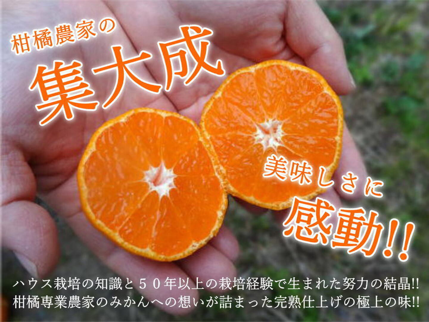 蜜柑商品！！ みかん好きが求める！夢の濃熟みかん！甘〜い完熟濃厚な美味しさ