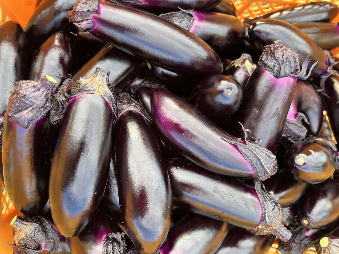 本当に美味しい収穫期でお届けしたい【ぷっくり美味い十文字なす】2kg