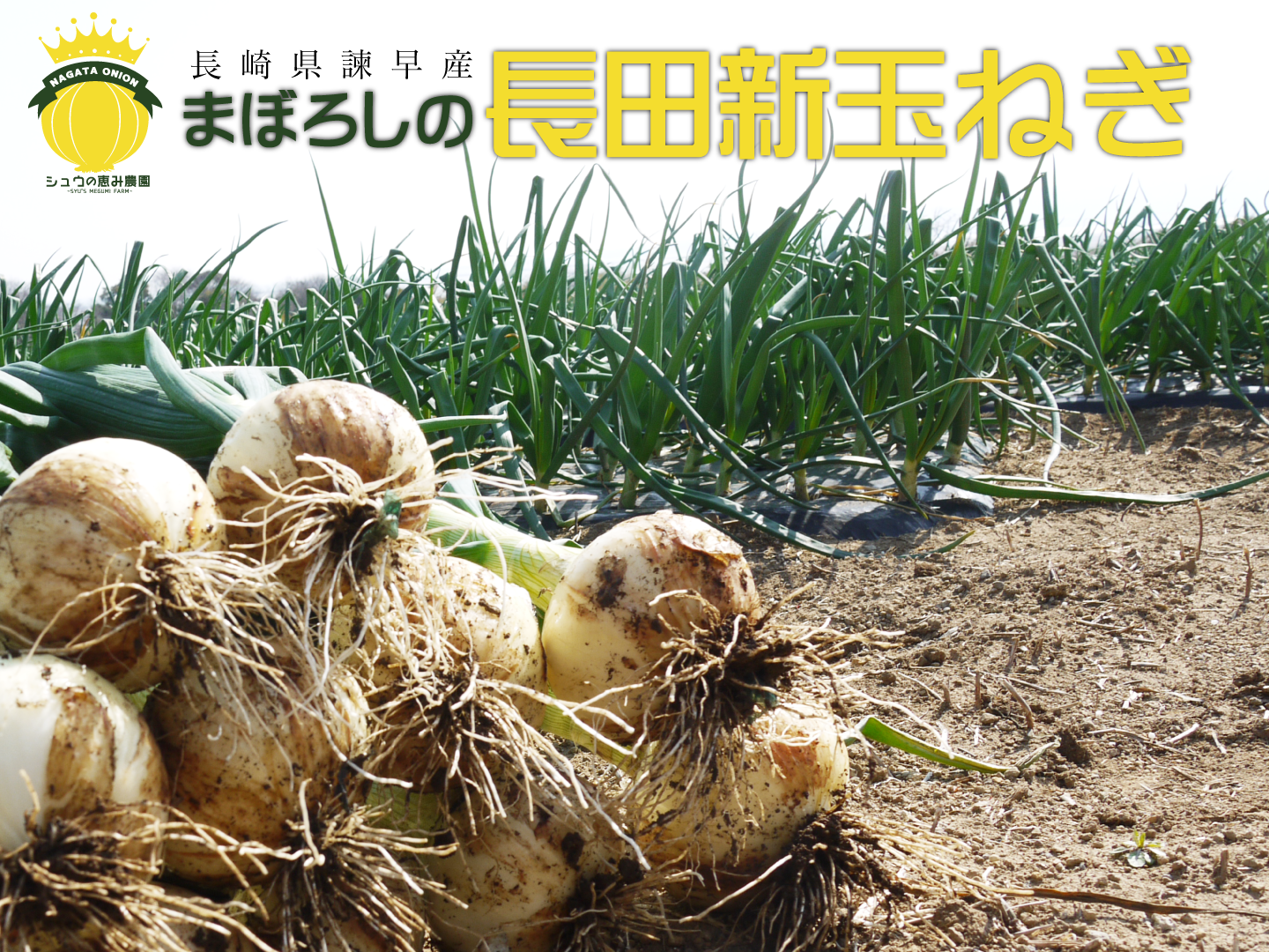 入園入学祝い 希少！5/15までの期間限定出荷！「長田の新玉ねぎ」長崎県諫早産 野菜