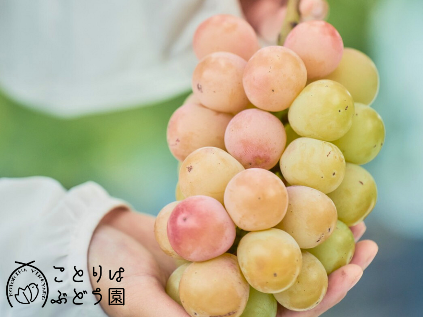 【鳥取県産】クインニーナ4房　ウインク4房　ぶどう　葡萄　ブドウ　クール便 楽天市場】クイーンニーナ（贈答用・化粧箱入り化粧箱入り・贈答