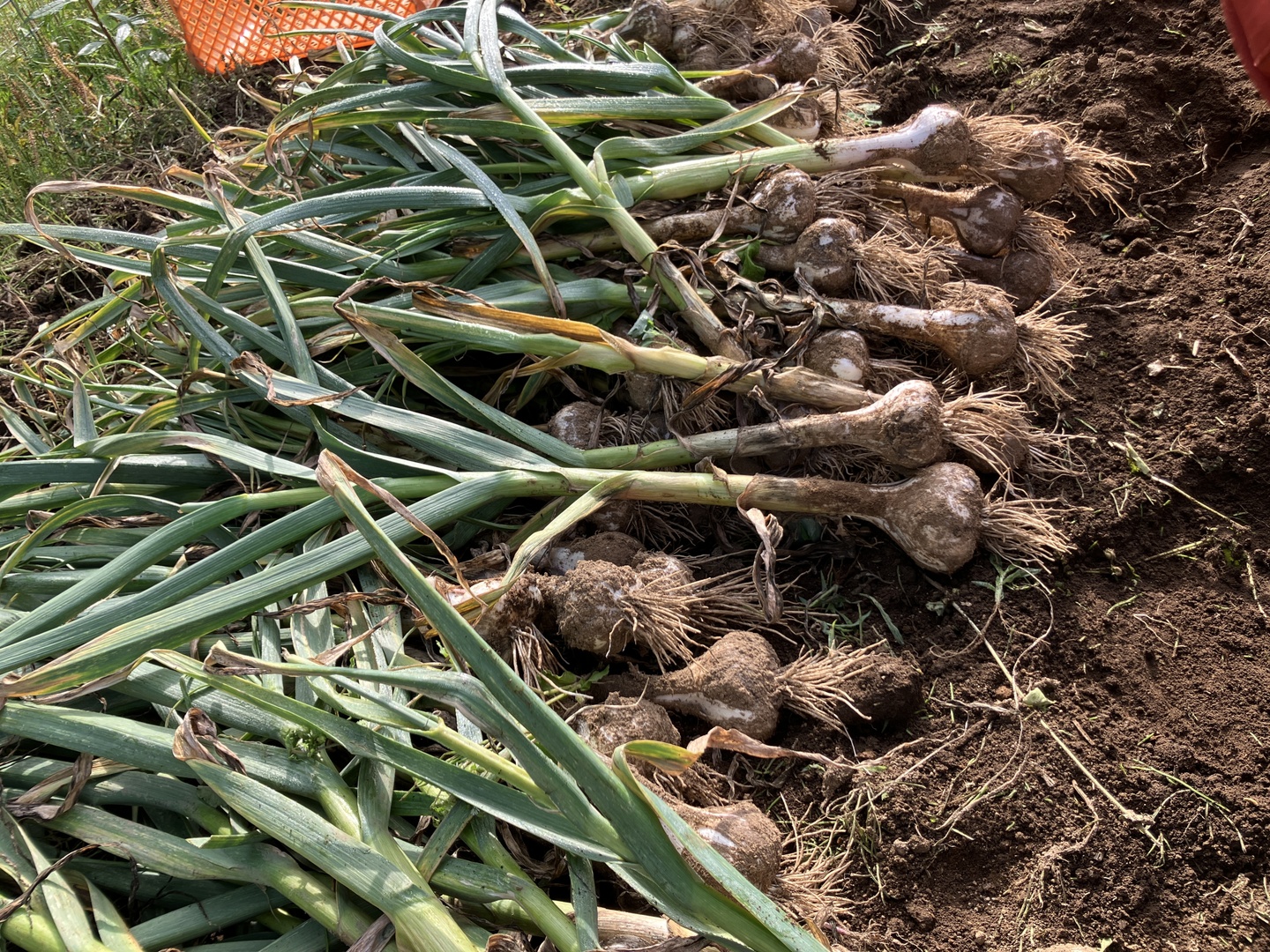 土付き生にんにく5キロ 自然農法 自然栽培 生にんにく 箱込5Kg：大分県産の嘉定｜食べチョク