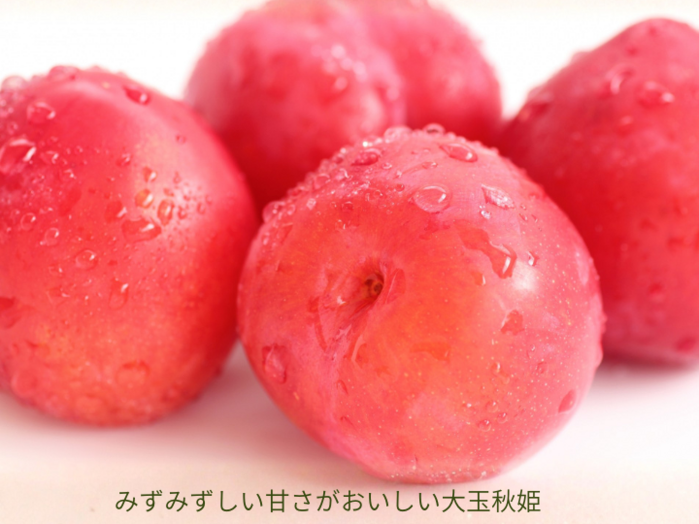 プラム すもも 秋姫 大玉2.0kg以上～ 糖度14度超 秋の果物 酸味が