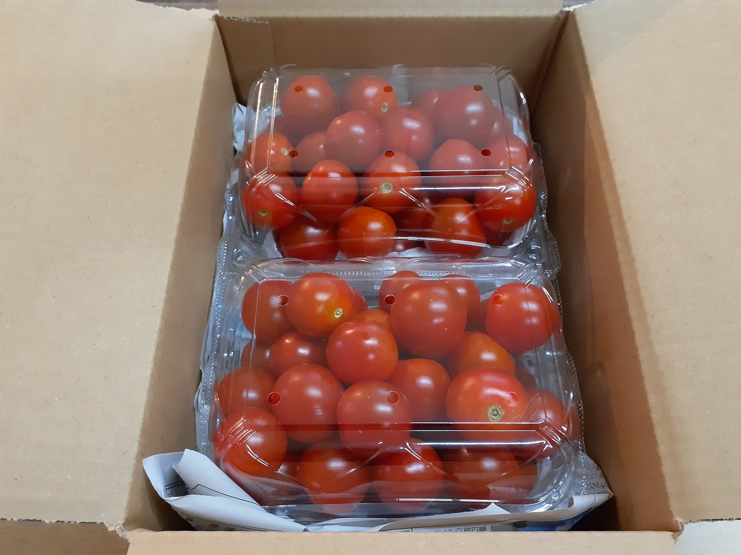 ステラミニトマト1.5kg 【濃厚で美味しい貴重な固定種🍅】：長野県産の