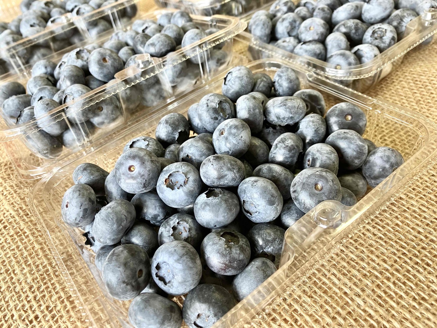 2025年岩手県産】生ブルーベリー【200g】通常販売：岩手県産の
