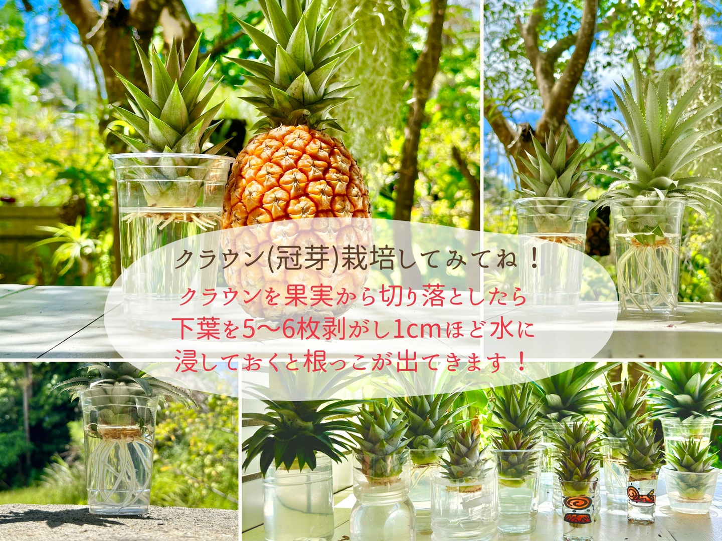 西表島産ピーチパイン9kg7月3日発送 西表島産ピーチパイン9kg7月3日発送 （6月発送》✨完熟ピーチ