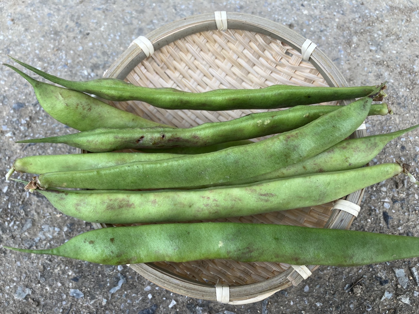 令和6年度産うずら豆(長鶉菜豆、約600g)：岡山県産の