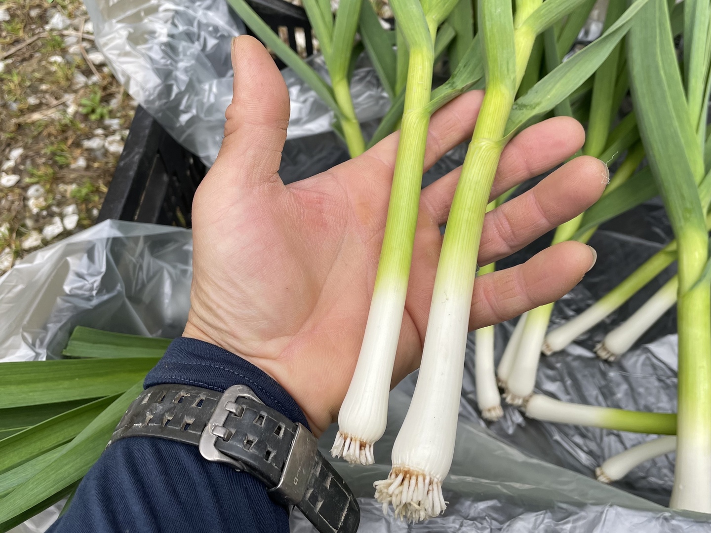 専用★24日発送予定 【農家直送】高知県特産‼️葉ニンニク 5kg nja8 高知県産 冷凍オーガニック葉ニンニク150g×35袋(有機JAS認証品