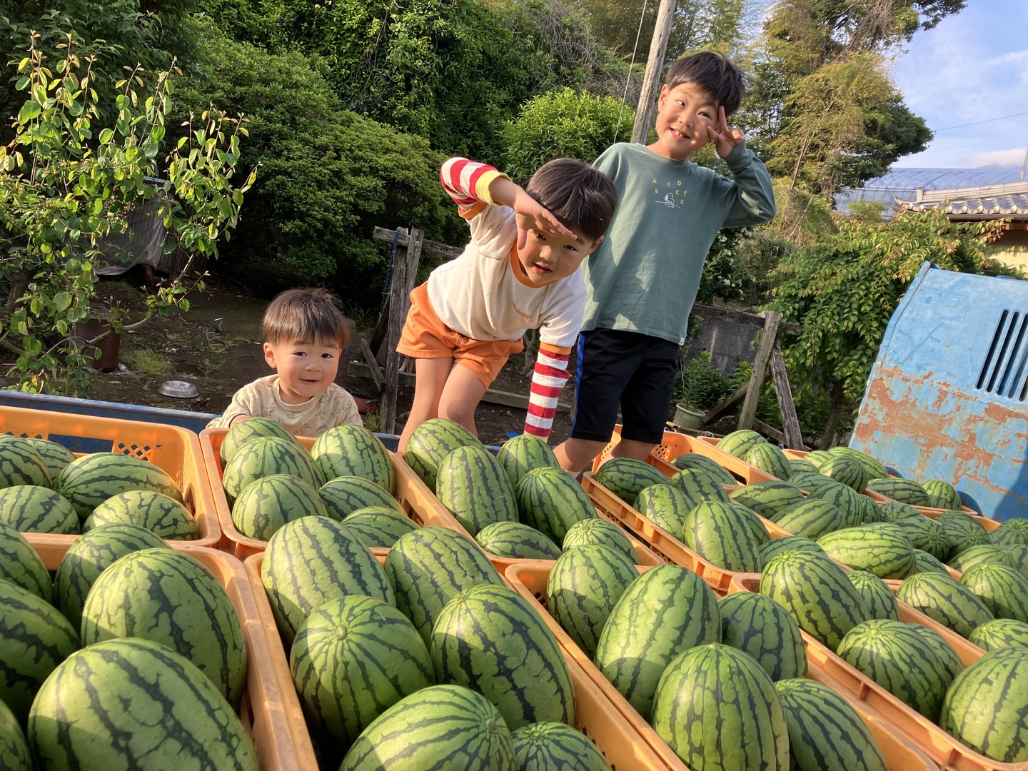小玉スイカ3玉：長崎県産のうり坊｜食べチョク｜産地直送(産直