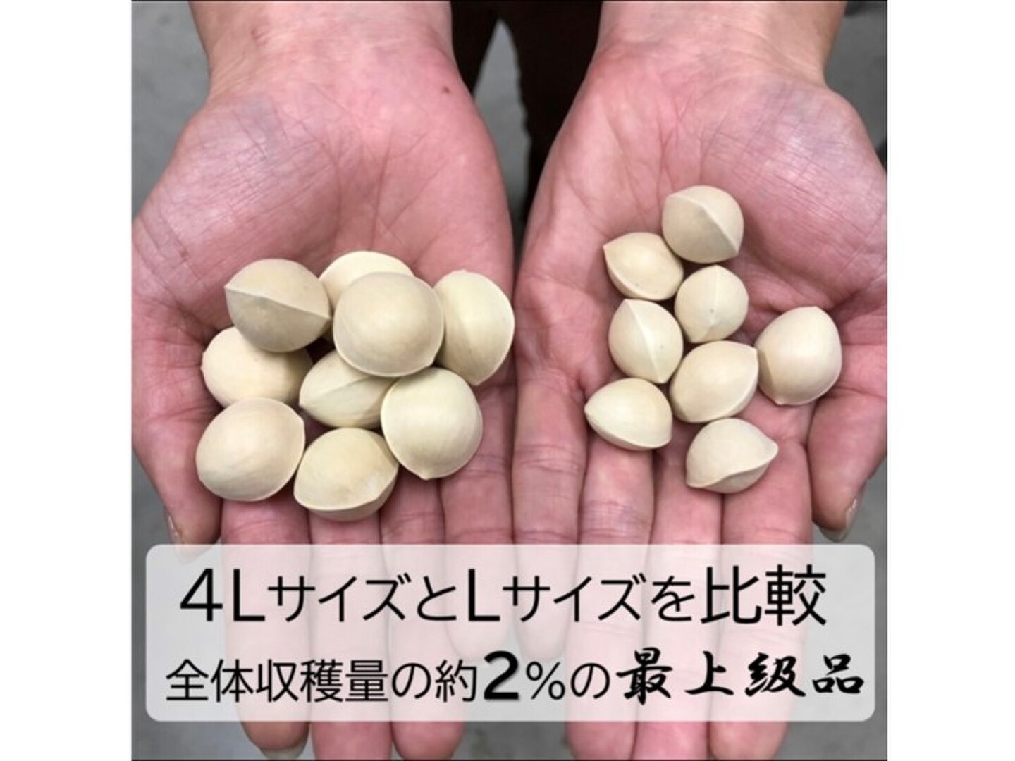 銀杏の王様【藤九郎】満足2Lサイズ ＆《割り器》セット：愛知県産の