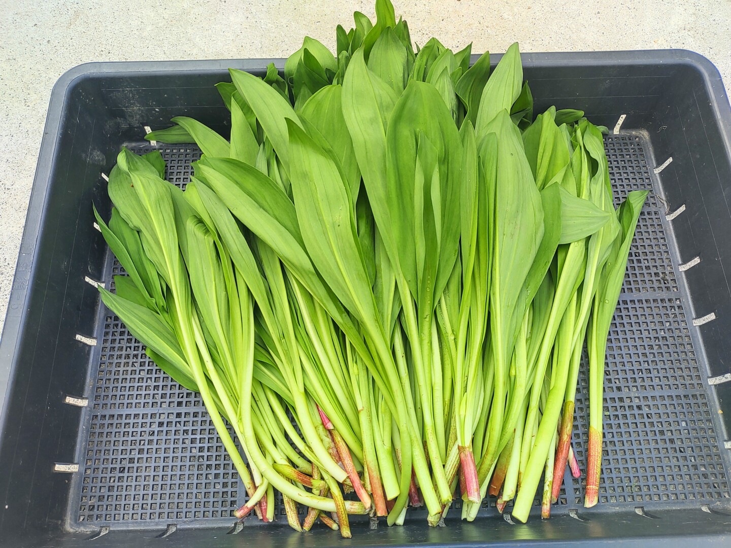 Amazon | 北海道産 ご家庭用 天然 行者にんにく 1kg (訳あり