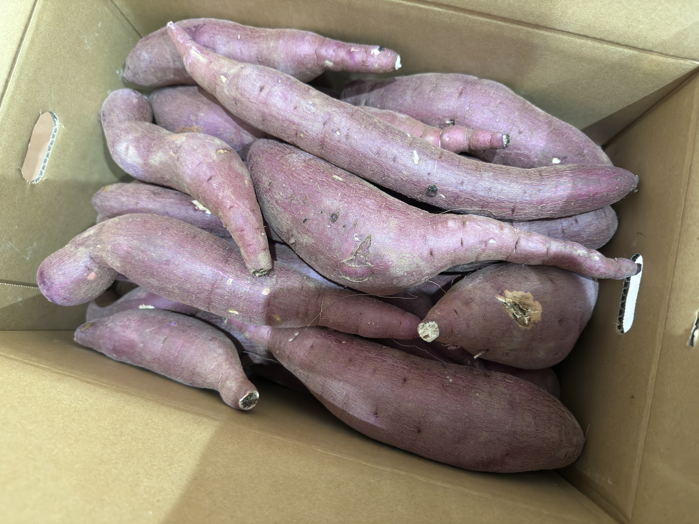 訳あり！熟成紅はるか 10kg さつまいも：茨城県産のべにはるか