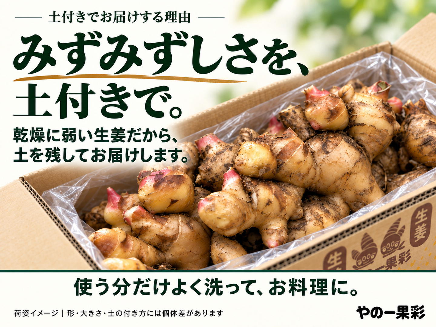 土付き新生姜1kg｜香る食卓、明日も笑顔｜高知県産｜11月5日から順次