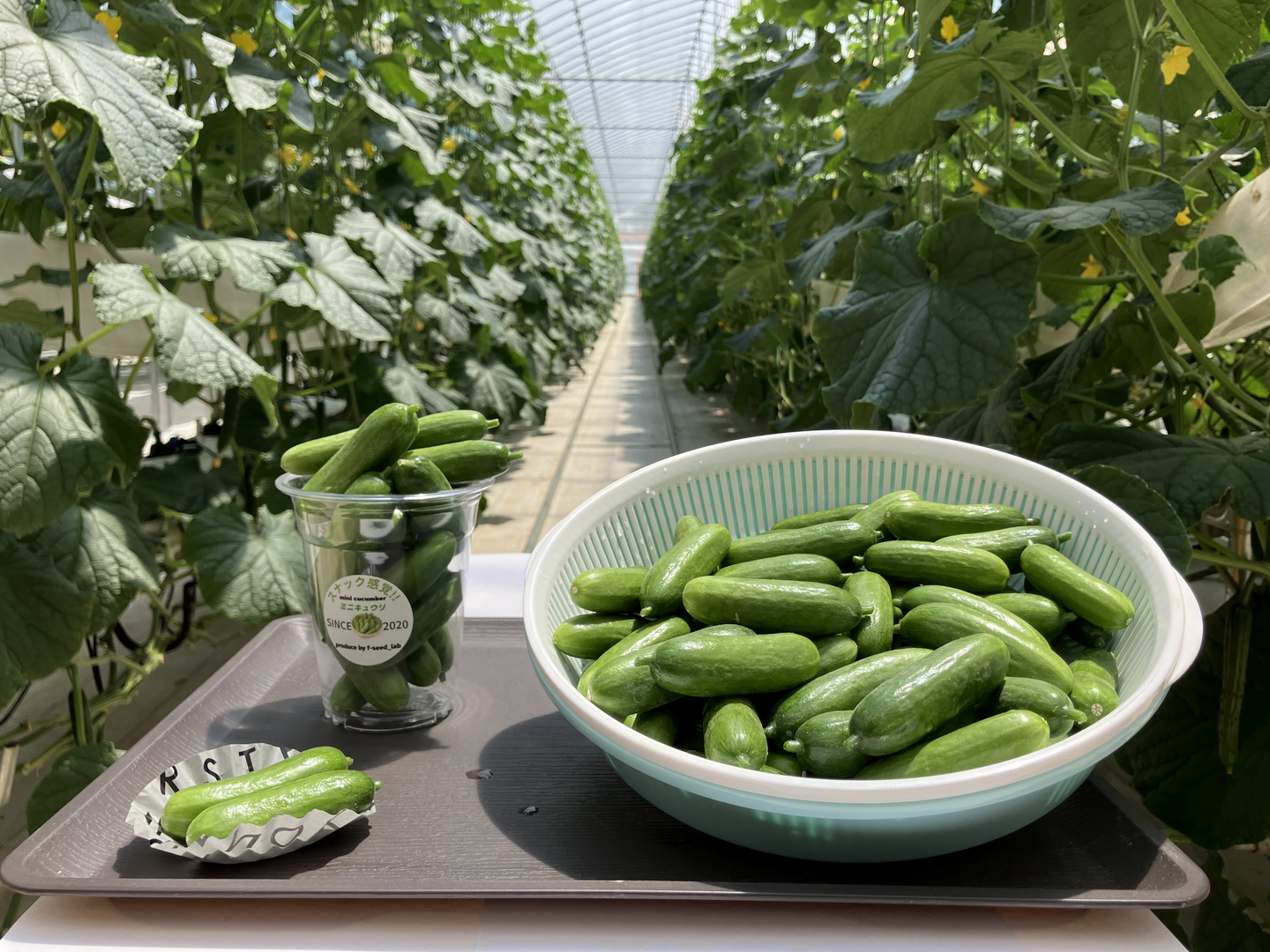 パリパリ！おやつ・おつまみに最適ミニきゅうり 5kg【FGAP取得済み】：福島県産の野菜｜食べチョク｜産地直送(産直)お取り寄せ通販 -  農家・漁師から旬の食材を直送