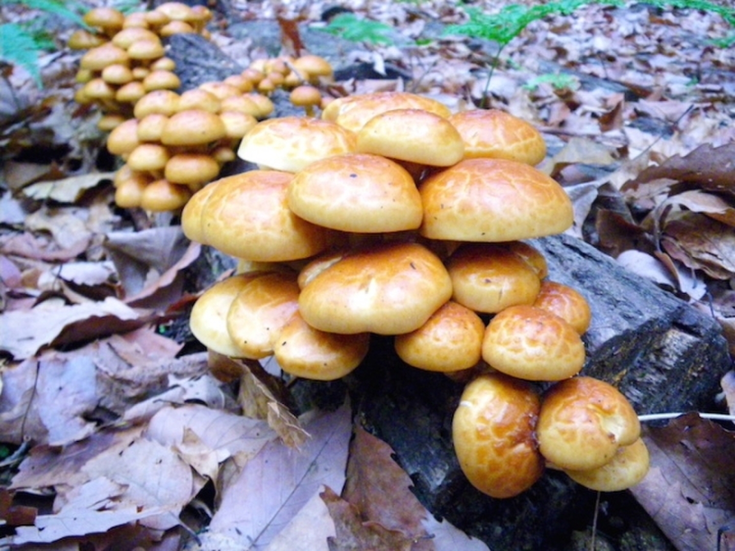 若干数！】新潟県妙高市産 天然なめこ 150g 最高のヌメリと香りと味