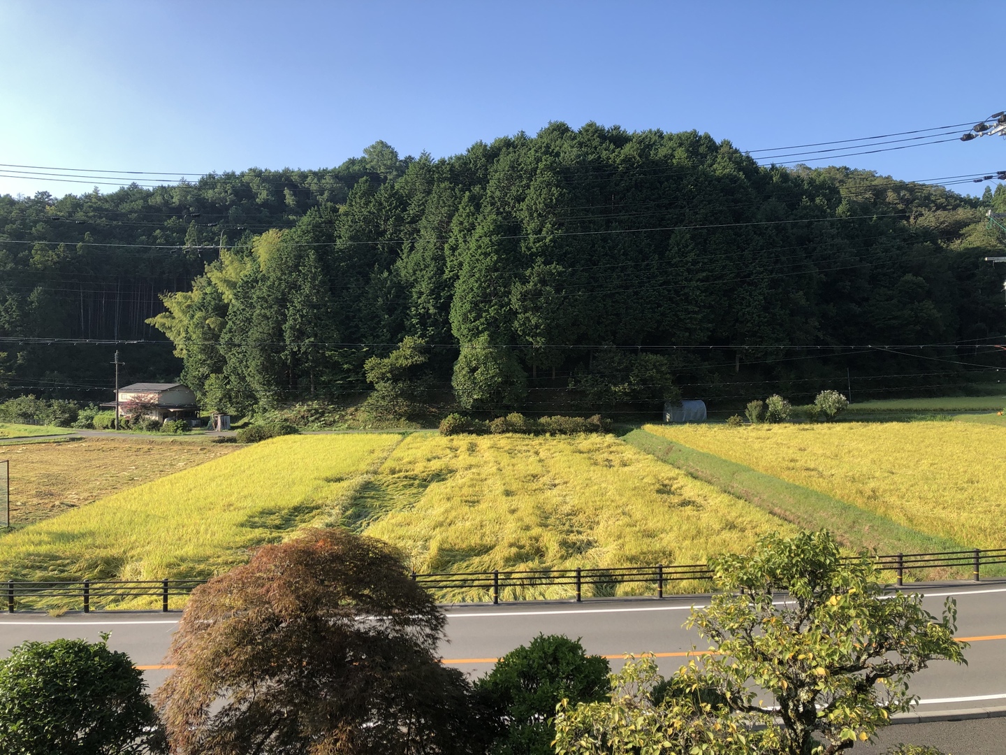 R6年産新米【兵庫県丹波篠山産】コシヒカリ10kg：兵庫県産の
