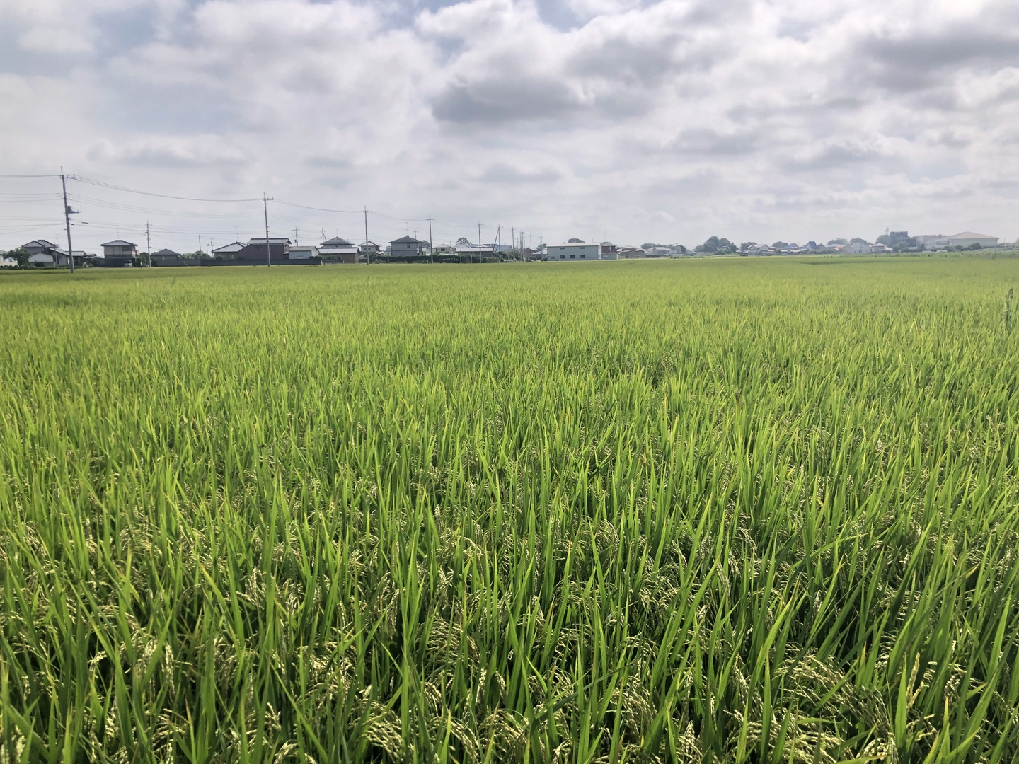 農薬節減栽培 お米「あさひの夢」 令和6年産 10kg：群馬県産のお米