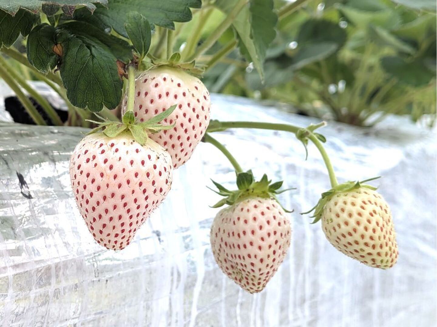 〈長野県産〉白いちご 約600g ★クール便送料込★ 贈答用＞ 白いちご（6粒入×4パック） ☆クール便☆：長野県産の天使の