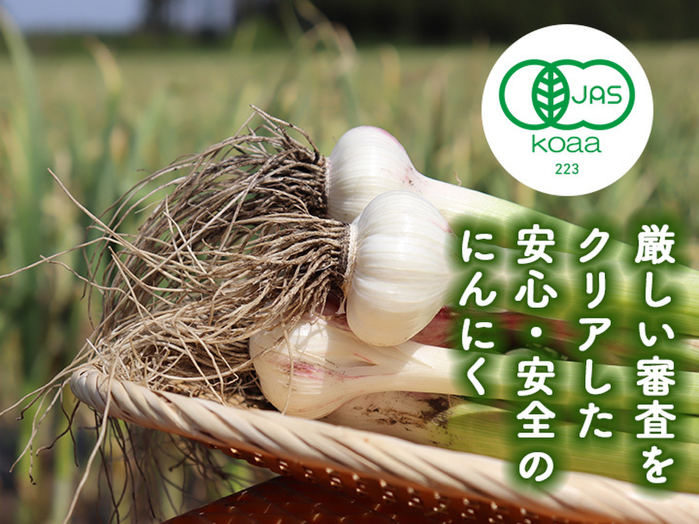 千葉県産　新にんにく　訳あり　割れ 訳ありにんにくバラ 600g☆にんにく8-10個分 クリックポスト