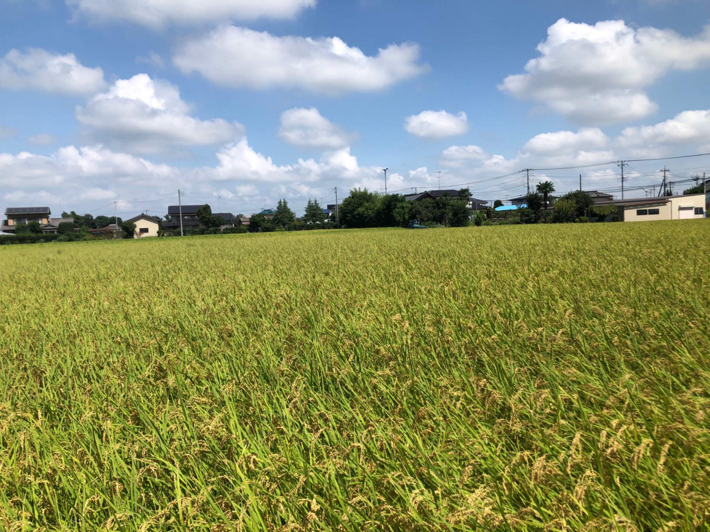 はる様用埼玉県産彩のかがやき9kg精米☆生産農家直送オンライ