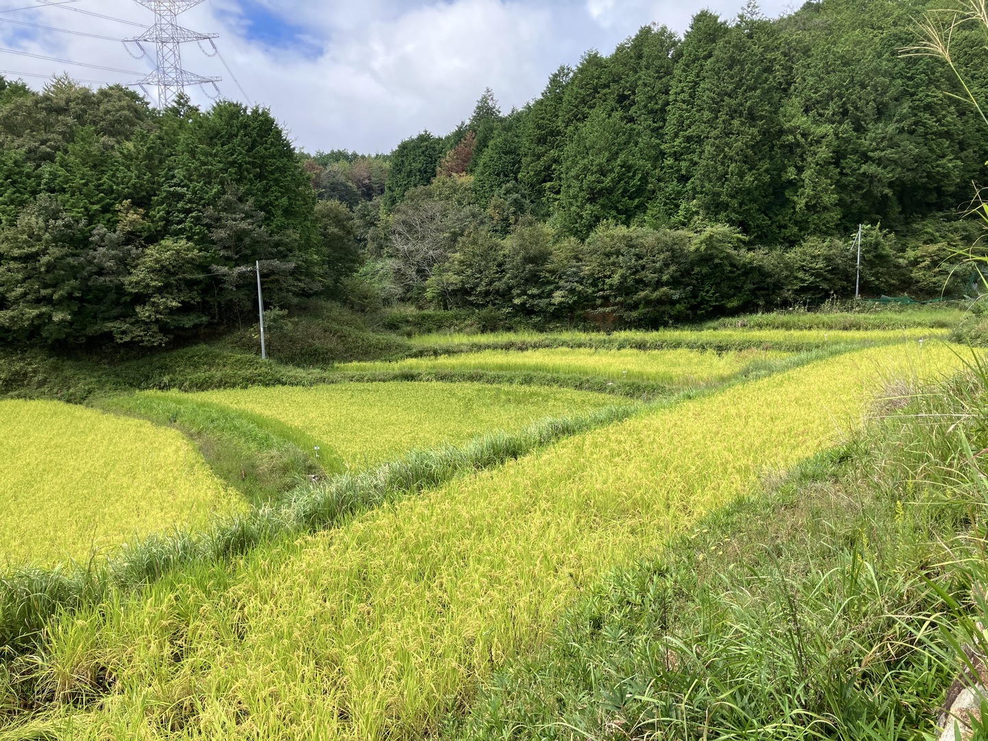 農薬不使用 玄米 希少な朝日米 R7年産 2kg×5袋 化学肥料不使用 里山の