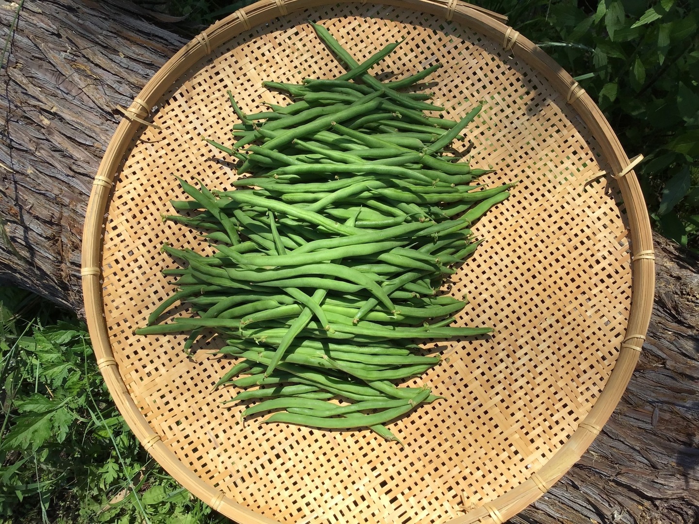 有機JAS認証取得】シャキポリ♪ さやいんげん1kg🌱農薬・化学