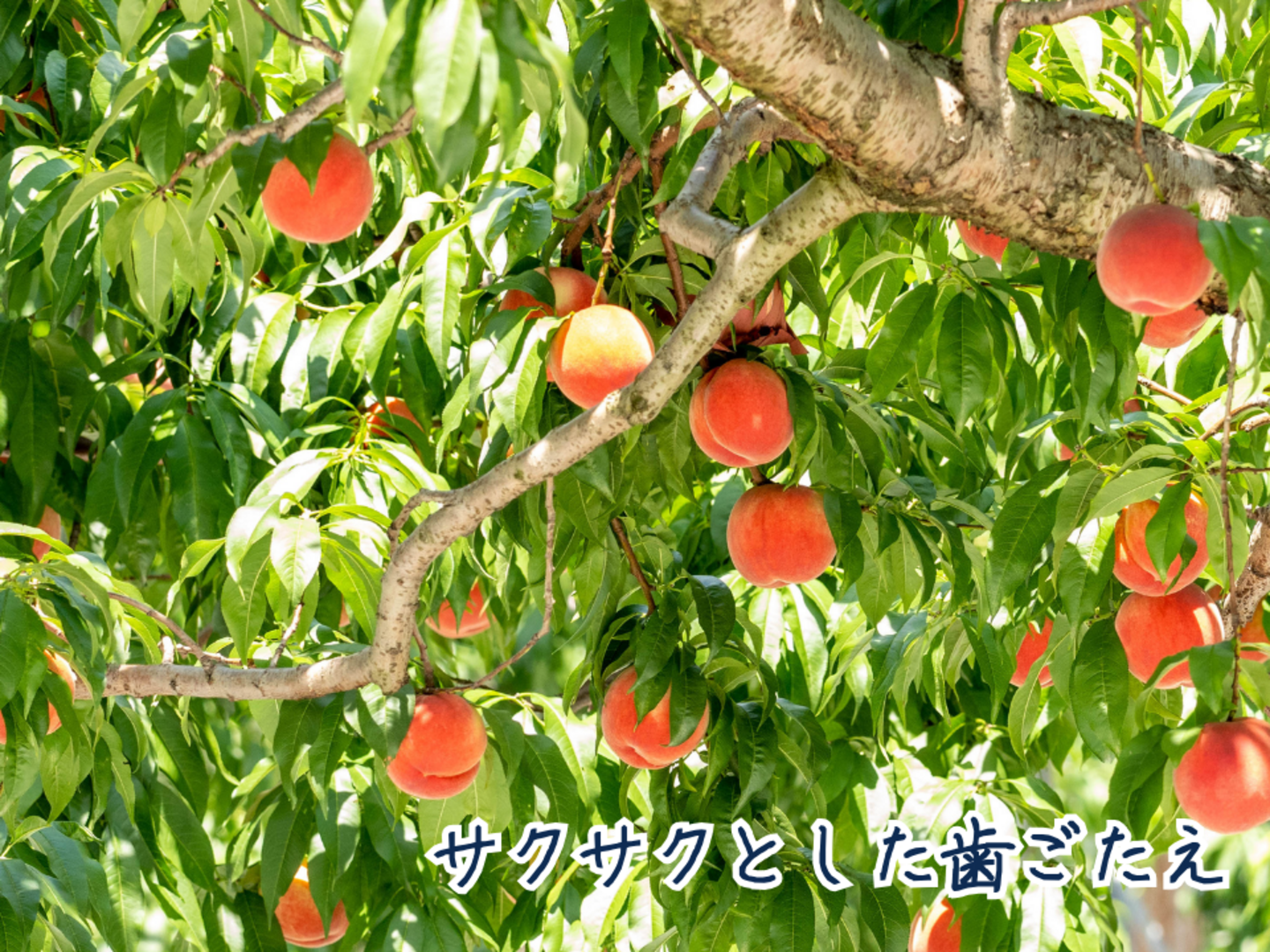 SALA 長野産ワッサー绣品 4.5キロ大玉2 箱 SALA 長野産ワッサー绣品 4.5キロ大玉 果物