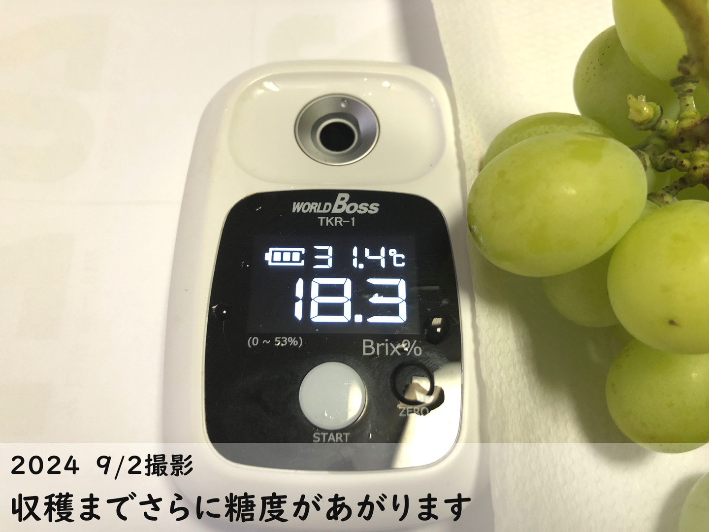 常温発送』 糖度抜群！種なしシャインマスカット バラ粒500gx2