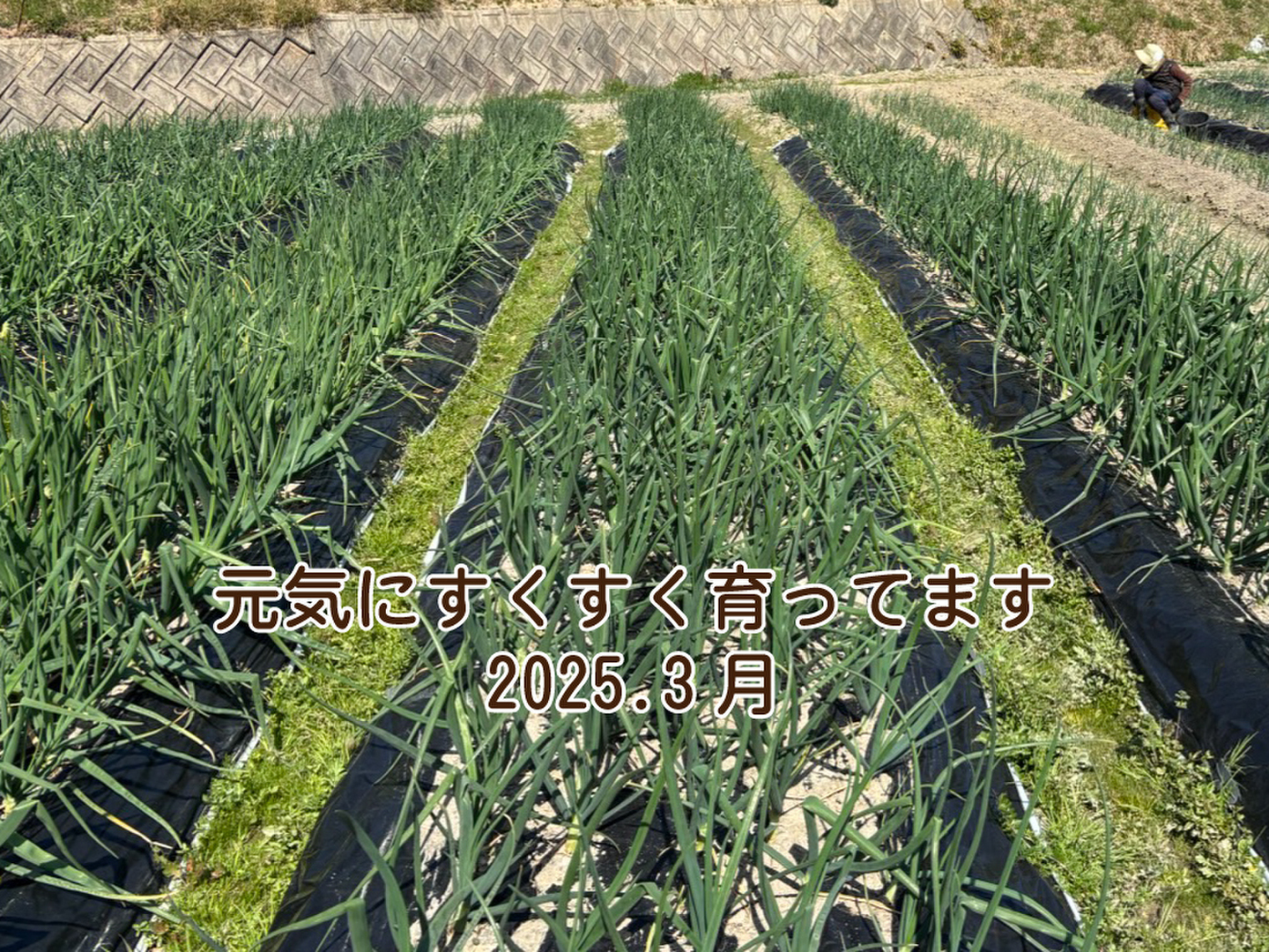 福袋】のらくら農場の野菜＆スープと漬物のセット［Mサイズ