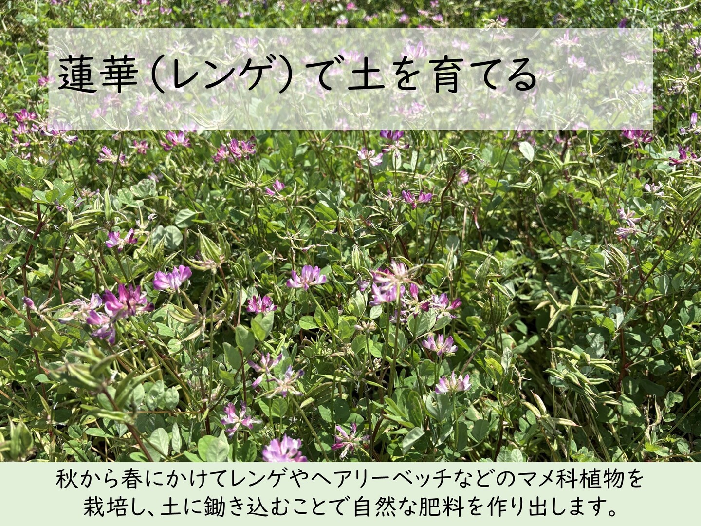 玄米食に最適「品種：はるみ」自然栽培米 20kg 令和7年産：神奈川県産
