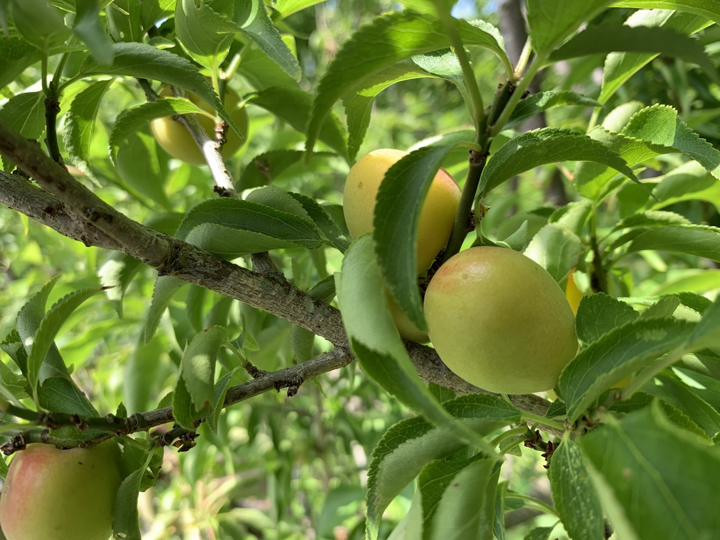 青梅小梅1kg、広島県産、家庭用、産地直送、農家直送、農薬不使用 青梅小梅1kg 広島県産 家庭用 産地直送 農家直送 農薬不使用