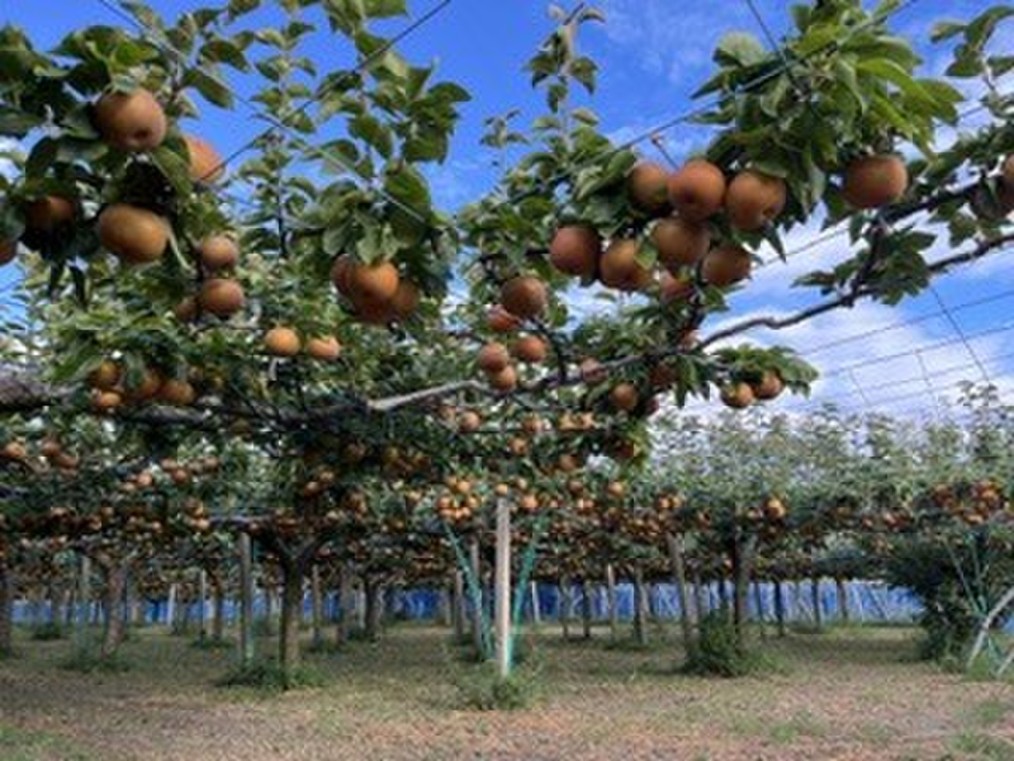 今が旬！驚きの甘さ】富山県呉羽梨-幸水-10kg 16〜24玉【訳あり！大