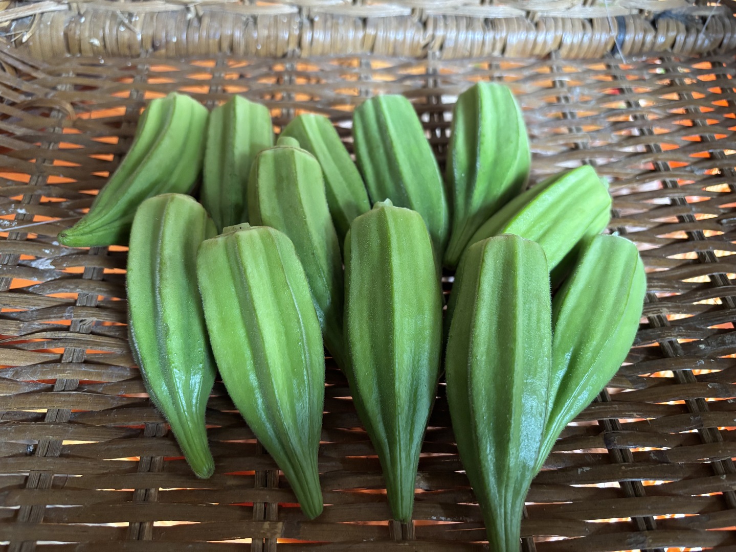 ダビデの星おくらの種(自然栽培) 固定種のオクラ ☆ダビデの星☆ 農薬肥料不使用 自然栽培：大分