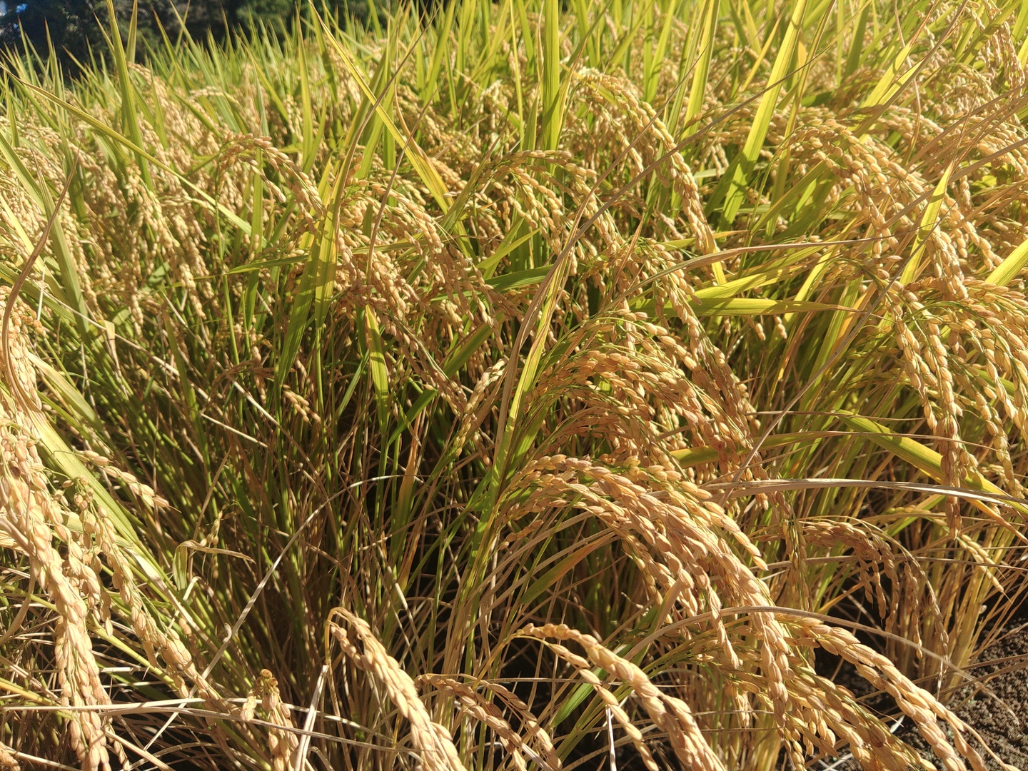 令和8年産】千葉県産 新米『ふさおとめ』 玄米30kg：千葉県産のお米
