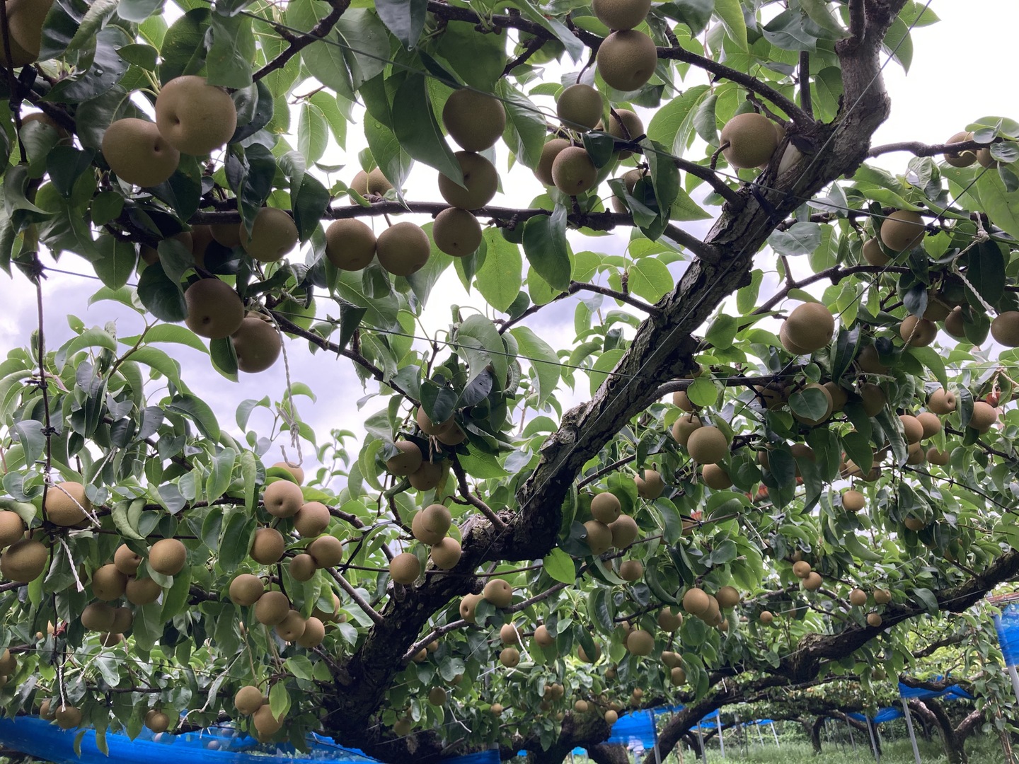 糖度13度以上！完熟の『豊水梨』約5kg（10-14個）：大分県産の