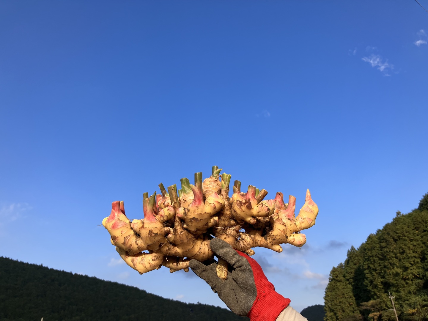 高知土佐四万十黄生姜 5kg 【栽培時農薬不使用・化学肥料不使用