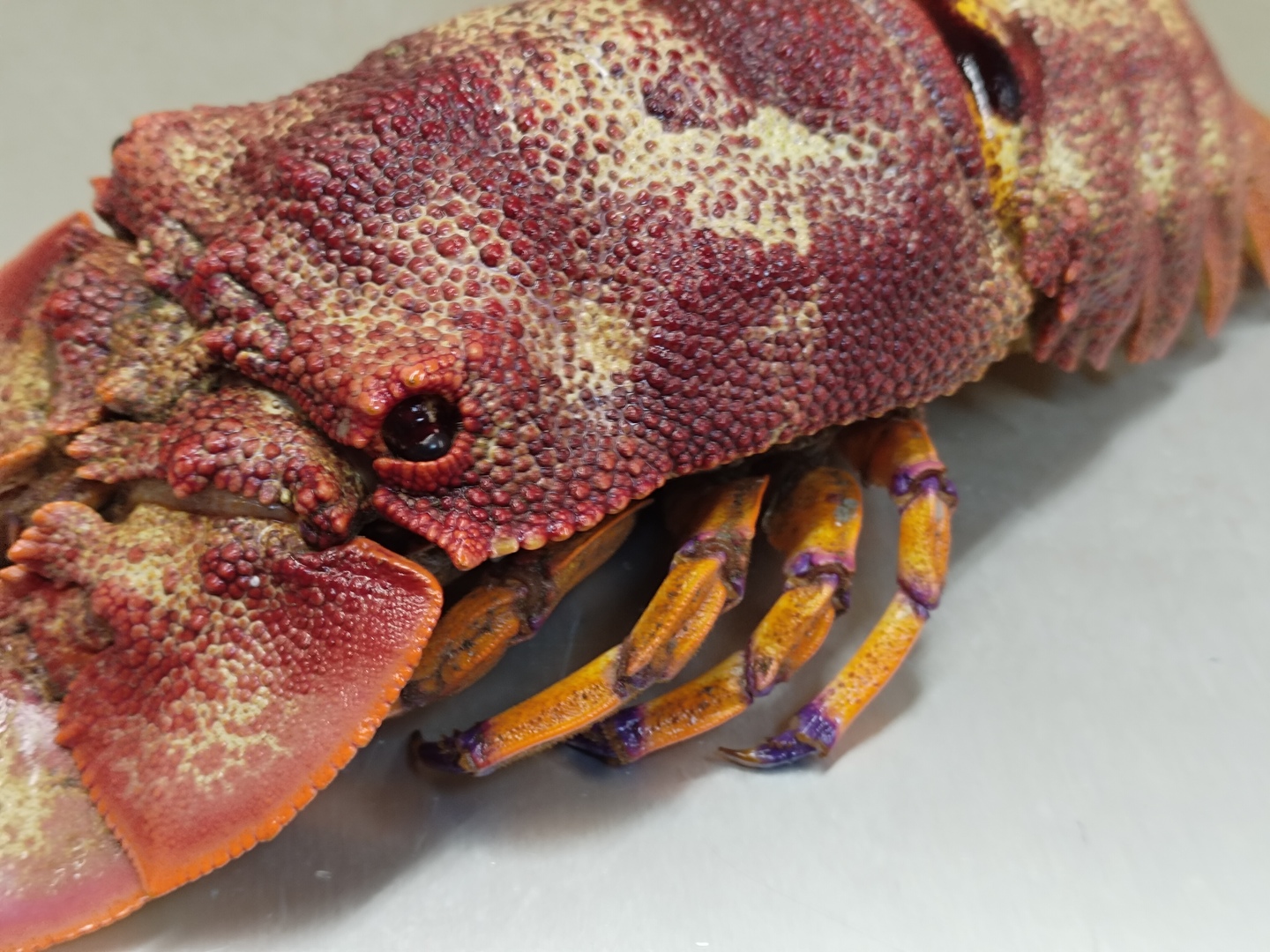 激レア　セミエビ　剥製 c7e196b67786fa346e9cc65f37a3b9