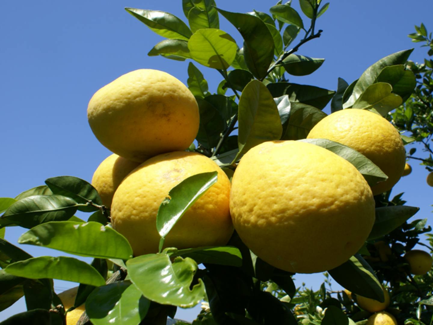 初夏の味！わけありジューシーフルーツ2.5㎏（ご自宅用）別名