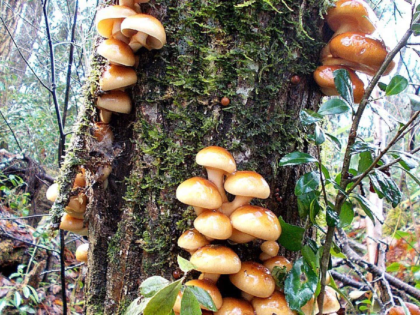 極上天然なめこ、ムキタケ、山菜きのこ、青森県産