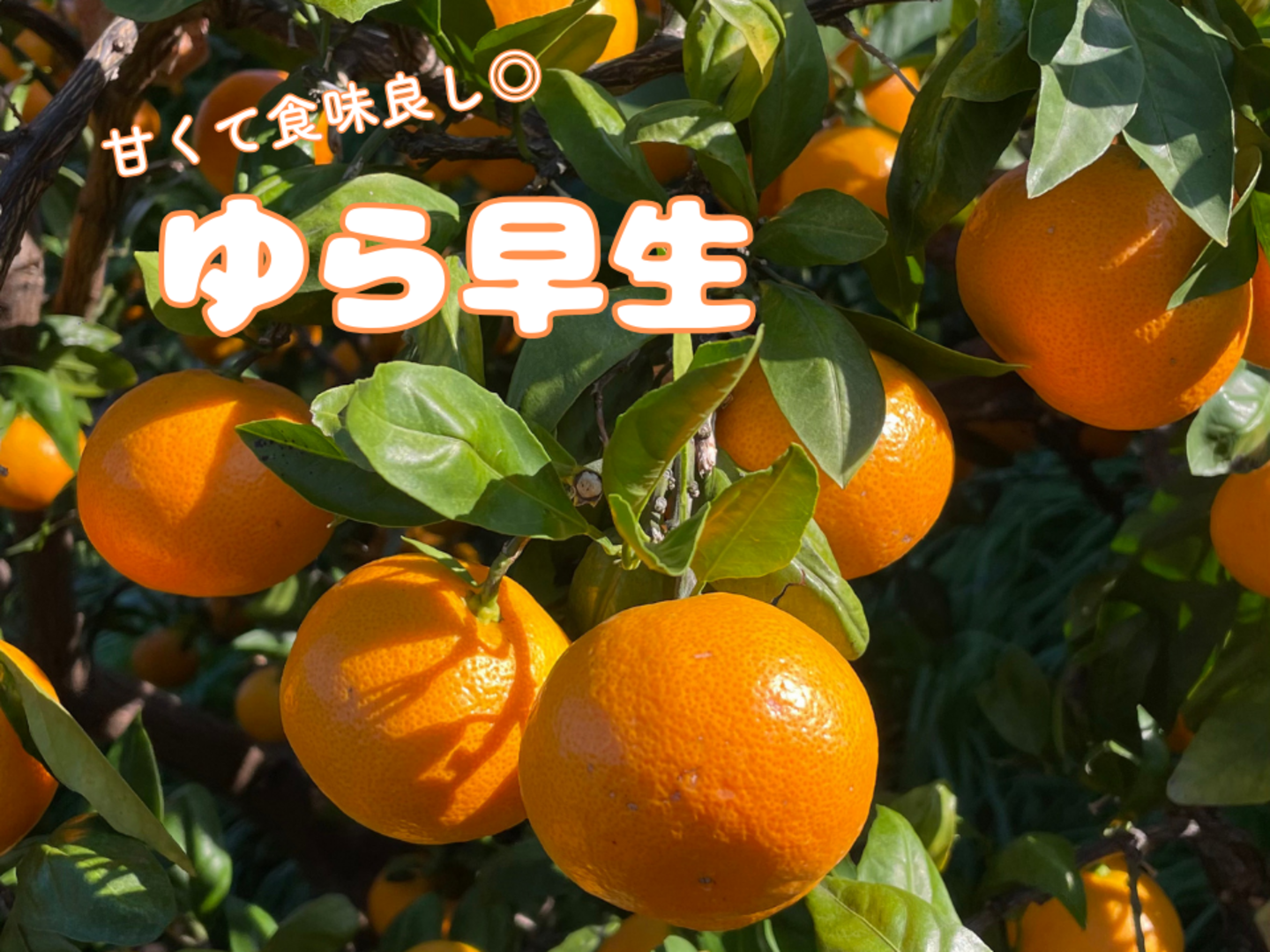 ちび真理　和歌山県産ゆら早生みかん青秀S10kg 2箱 濃い味 みかん ゆら早生 早生みかん 和歌山県産 有田 贈答用