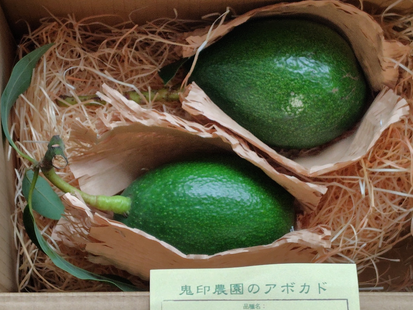 新鮮アボカド 2個セット 国産アボカド「ベーコン」2個・濃厚クリーミー：大分県産の